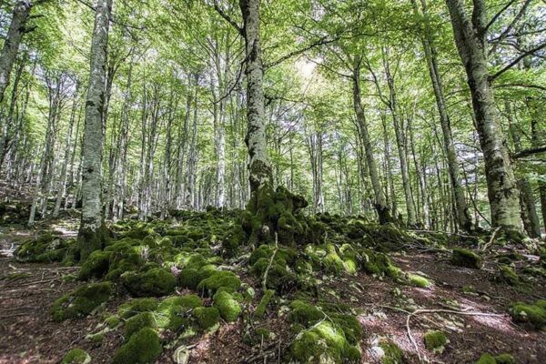 Parque-Natural-de-Urbasa-3 (1)